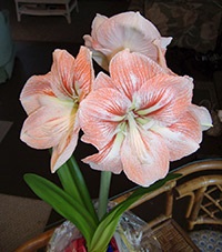 може бъде hippeastrum
