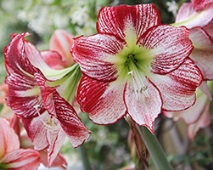 hippeastrum може бъде