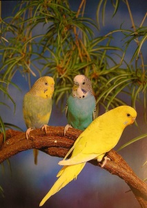 папагали