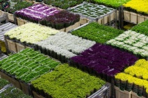Как работи холандският пазар на цветя - Статии - Arrivo
