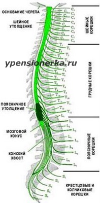 гръбначния стълб