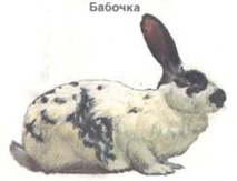 Зайци, заешки породи, заек пеперуда, съветски мардер, коса, оцветяване,  калифорнийска порода,