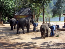 слонове