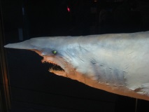 акулата таласъм