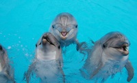 делфинариите