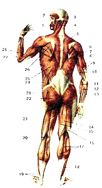мускулите