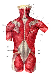 мускулите