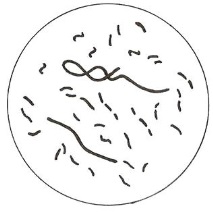микроорганизми