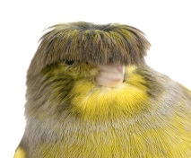 канарчета