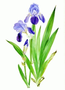 Iris Germanic
