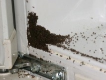 апартамент домашни
