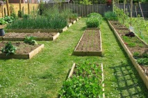 зеленчукова градина