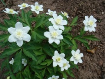 бели цветя