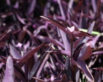 Setkresia purpurea