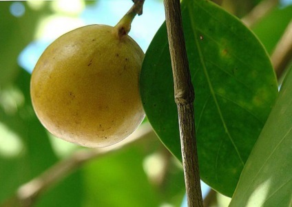 10 lucruri uimitoare despre copaci (arbori) 10 lucruri uimitoare despre copaci