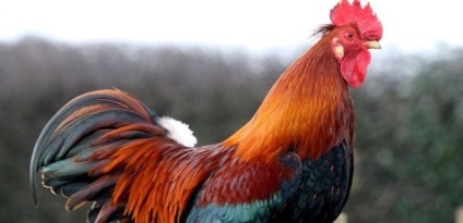 2017 Rooster roșu aprins - elementele de culoare și de caracter, caracteristicile lor