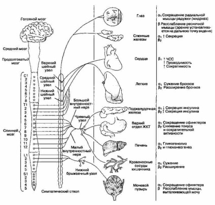 Alfa și beta agoniști, acțiune, medicamente, cerere (cerere) agoniști beta și alfa, acțiune, medicamente, cererea