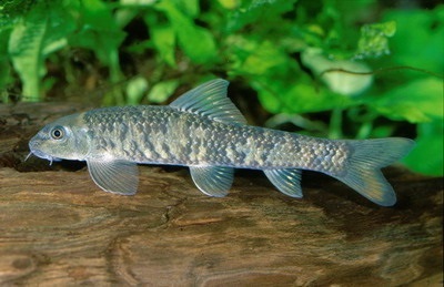 Aquarium pește Garra Rufa - in special de reproducere (acvariu) Acvariu de pește Garra Rufa - în special de reproducție