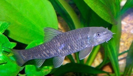 Aquarium pește Garra Rufa - în special de reproducere (pești) Acvariu de pește Garra Rufa - în special de reproducție