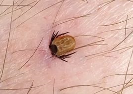 Alergia la insecte înțeapă simptome și metode de tratament sale (alergie) Alergii la intepaturi de insecte simptomele și tratamentele sale