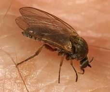 Alergii la intepaturi de insecte simptomele și tratamentele sale (de insecte) Alergii la intepaturi de insecte simptomele și tratamentele sale