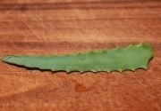Aloe din comun la rece (suc pentru tratamentul rinitei) Aloe de frig comune