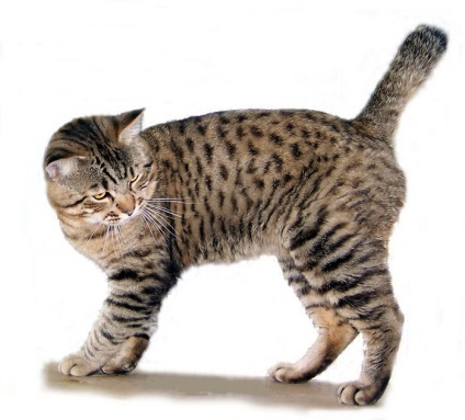Bobtail american descriere pisica rasa, caracter, fotografie reală (predispoziție la boli ale Bobtail american) Bobtail american pisica de rasa descriere, caracter, recenzii, fotografii