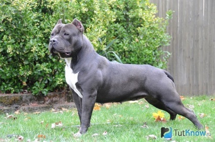 American Bully - ingrijire, pret îmblânzirea (Bully) Bully american - ingrijire, îmblânzire, pret
