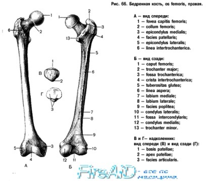 Anatomia femurului (anatomie) Anatomia femurului