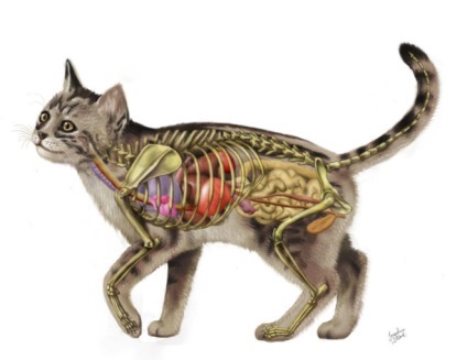 Anatomia pisici - pisici organelor interne (organe) Anatomia de pisici - pisici organe interne