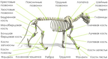 Anatomia de pisici - pisici viscere (intern) Anatomia de pisici - pisici organe interne