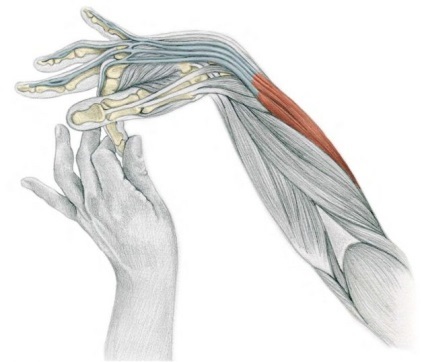 Anatomia de exerciții de stretching în imagini pentru a brațelor și picioarelor (exerciții) Anatomia se întinde în imagini pentru mâini și picioare exerciții