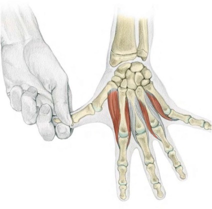 Anatomia de exerciții de stretching în imagini pentru mâini și picioare (degetul mare) Anatomia se întinde în imagini pentru mâini și picioare exerciții