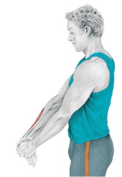Anatomia de exerciții de stretching în imagini pentru mâini și picioare (degetul mare) Anatomia se întinde în imagini pentru mâini și picioare exerciții