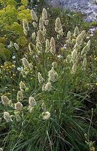 APK - Vitus - golomozului (cultivarea de utilizare permisă) APK - Vitus - golomozului