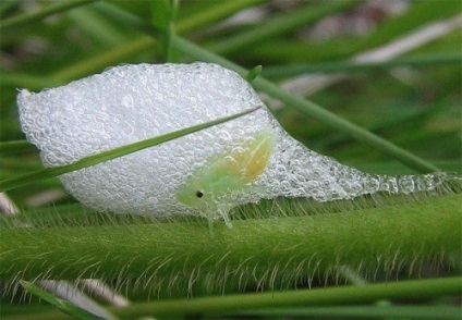 plantare Astilba și de îngrijire, foto (poze) plantare Astilba și de îngrijire, fotografie