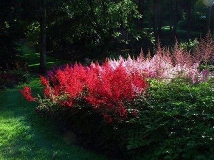 plantare Astilba și de îngrijire, fotografie (folie de plastic transparent) plantare Astilba și de îngrijire, fotografie