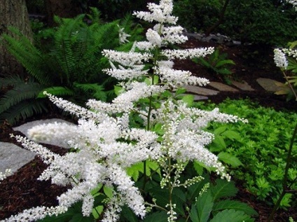 plantare Astilba și de îngrijire, foto (îngrijire) plantare Astilba și de îngrijire, fotografie