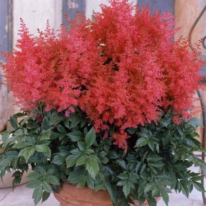 plantare Astilba și de îngrijire, fotografie (folie de plastic transparent) plantare Astilba și de îngrijire, fotografie