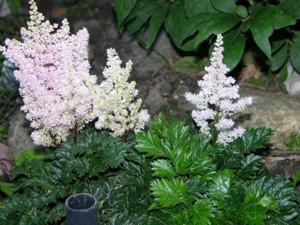 plantare Astilba și de îngrijire, foto (Astilbe) plantare Astilba și de îngrijire, fotografie