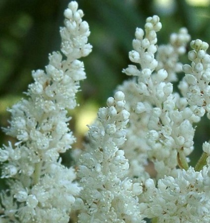 plantare Astilba și de îngrijire, foto (poze) plantare Astilba și de îngrijire, fotografie
