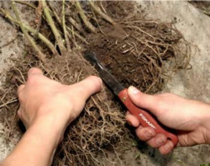 plantare Astilba și de îngrijire, fotografie (folie de plastic transparent) plantare Astilba și de îngrijire, fotografie