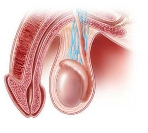 Atrofie testiculară la barbati cauze, simptome și tratament (atrofie) Atrofie testiculară la barbati cauze, simptome și tratament