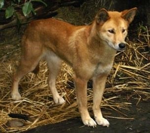 dingoes australian (australian) Dingo australian