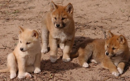 dingoes australian (australian) Dingo australian