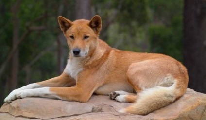 Dingo australian (Dingo) Dingo australian