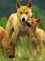 Dingo australian, sau Dingo câine sălbatic (Dingo câine sălbatic) Dingo australian, sau Dingo câine sălbatic