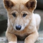 Dingo australian, sau Dingo câine sălbatic (Dingo australian) Dingo australian, sau Dingo câine sălbatic