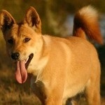 dingo australian sau dingo câine sălbatic (The Dingo fed) Dingo australian, sau Dingo câine sălbatic