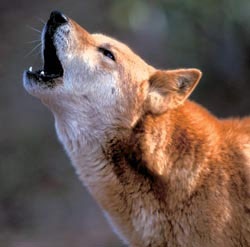 Dingo australian, sau Dingo câine sălbatic (Australian Dingo habitat) Dingo australian, sau Dingo câine sălbatic
